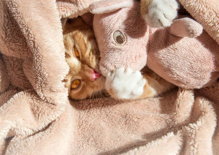 red cat lies resting with a pink soft toy pigの写真素材