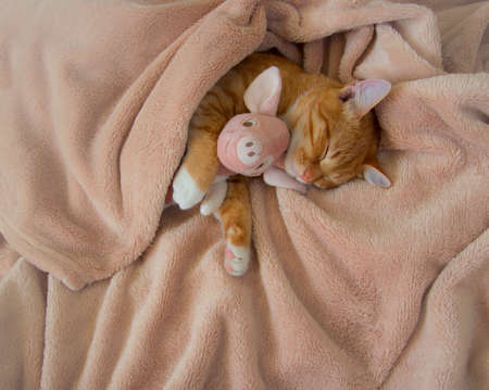 red cat lies resting with a pink soft toy pigの写真素材