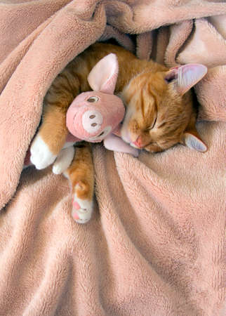 red cat lies resting with a pink soft toy pigの写真素材