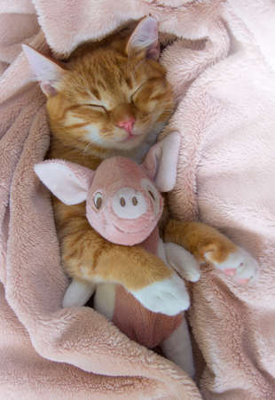 red cat lies resting paw with a pink pig soft sleepの写真素材