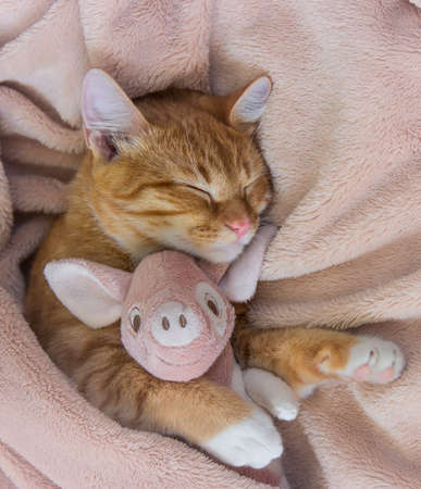 red cat lies resting paw with a pink pig piggy soft sleepの写真素材