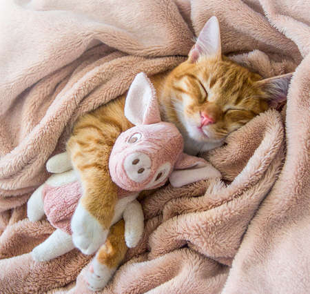 red cat lies resting paw with a pink pad soft sleepの写真素材