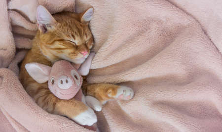 red cat lies resting paw with a pink pig piggy soft sleepの写真素材