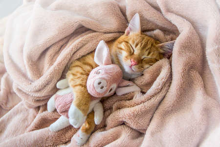 red cat lies resting paw with a pink pad soft sleepの写真素材