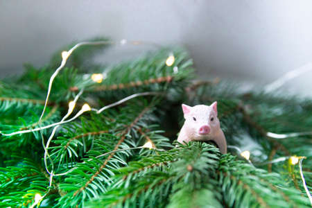 spruce branches lie new year symbol of the year gilt ring decorの写真素材