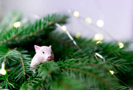 spruce branches lie new year symbol of the year gilt ring decorの写真素材