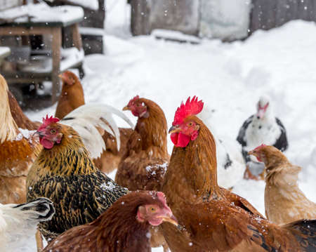 poultry pecking grain talk duck and chickenの写真素材