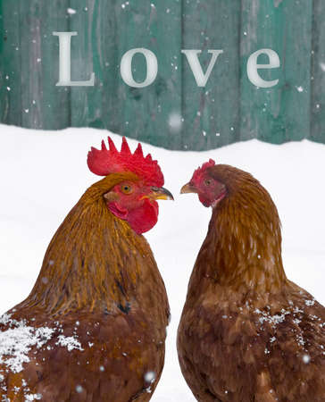 rooster and chicken love birds on snow winter snowflakes fallの写真素材