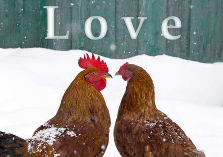 rooster and chicken love birds on snow winter snowflakes fallの写真素材
