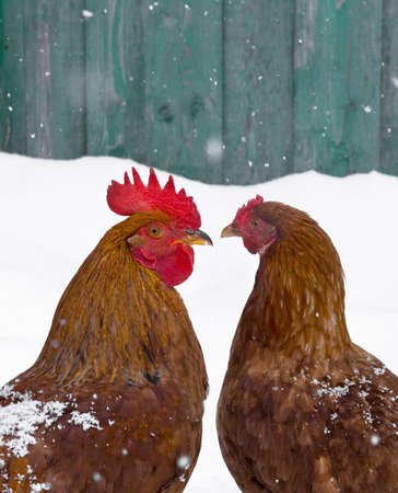 rooster and chicken love birds on snow winter snowflakes fallの写真素材