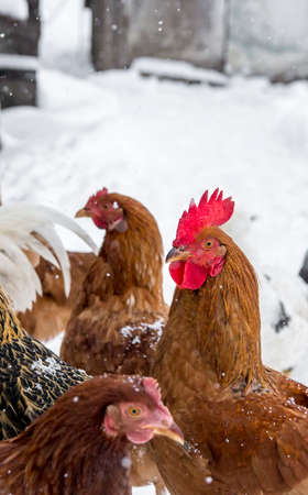 poultry pecking grain talk duck and chickenの写真素材