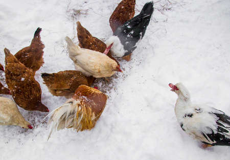 poultry pecking grain talk duck and chickenの写真素材