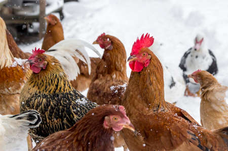 poultry pecking grain talk duck and chickenの写真素材