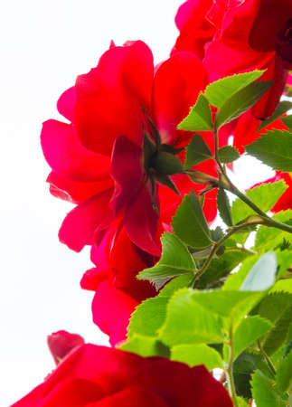 on white background red roses with green leaves and thornsの写真素材