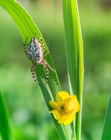 a blade of grass with a yellow wild flower and a spider crawling along it with a beautiful pattern on the backの写真素材