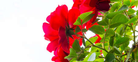on white background red roses with green leaves and thornsの写真素材