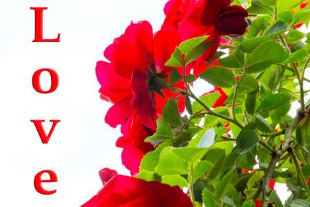 on white background red roses with green leaves and thornsの写真素材