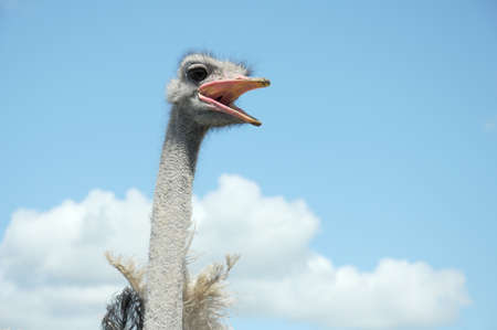 ostrich head with open beak close up on blue sky with white clouds as back groundの写真素材