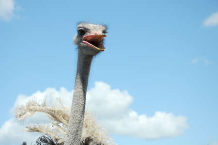 ostrich head with open beak close up on blue sky with white clouds as back groundの写真素材