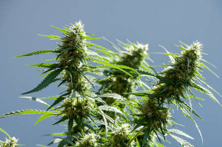 branch of cannabis plant with buds on grey-blue backgroundの写真素材