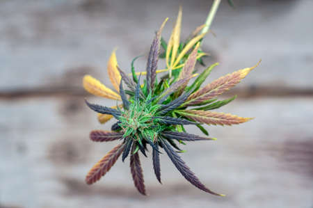 branch of cannabis plant with buds on timber floor background