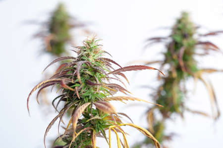 branch of cannabis plant with buds on white backgroundの写真素材