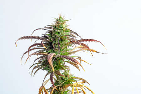 branch of cannabis plant with buds on white backgroundの写真素材