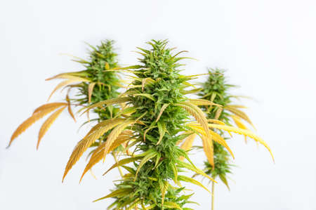 branch of cannabis plant with buds on white background