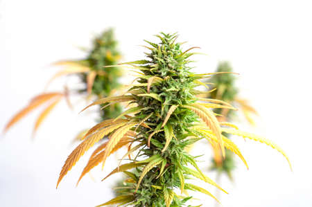 branch of cannabis plant with buds on white background