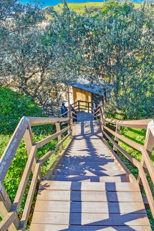 Wooden walkway leading to olive grove in Alentejo, Portugal