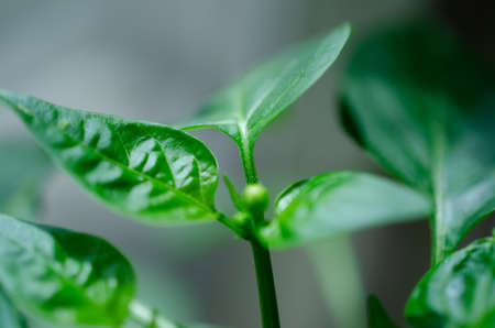 Pepper leafs in macro lensの写真素材