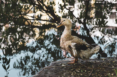 Wild goose on the bank of the city pondの写真素材