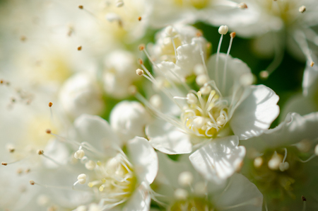 Blooming Apple tree with blur in Botanical gardenの写真素材