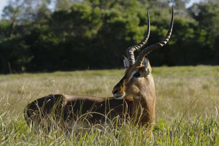 Impala,standing and looking arround in long grassの写真素材