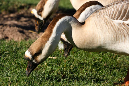 egyptian geese eating while walking on the grassの写真素材