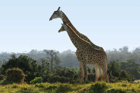 two tall giraffes standing together next to some bushesの写真素材
