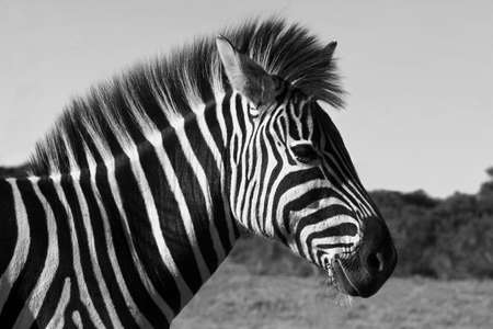 Zebra standing with a blue sky backgroundの写真素材