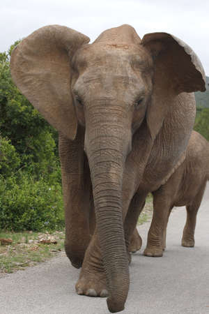 elephant and calf walking down the road