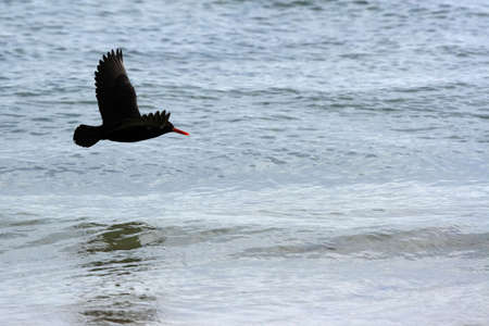 oyster catcher bird flying over the seaの写真素材