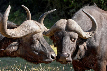 two buffalo enjoying some effectionの写真素材