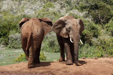 two elephants standing in different directionsの写真素材