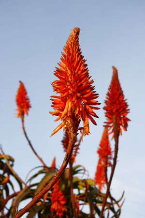 beautiful red succulant aloe plant flower with blue skyの写真素材