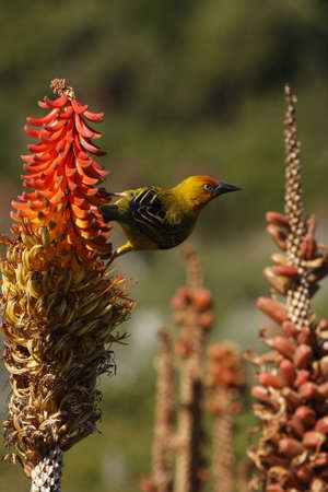 beautiful weaver hanging on a aloe plant waiting to feed