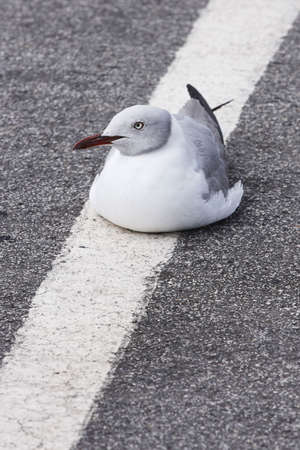 grey headed seagul sitting on a diagonal white lineの写真素材