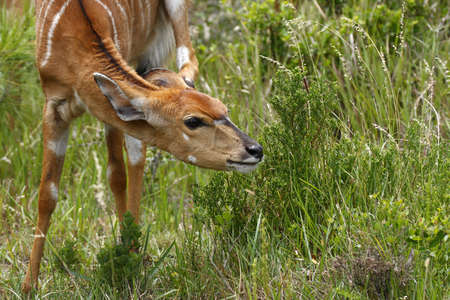 young nyala antelope having a scratch while eatingの写真素材