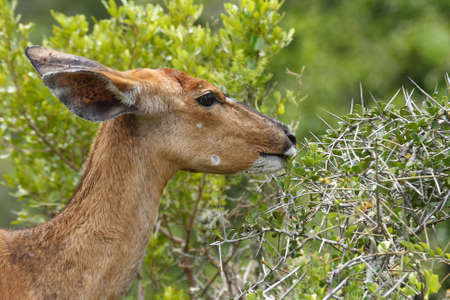 nyala antelope eating green leaves from a acasia treeの写真素材