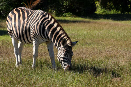 zebra grazing in the late afternoon sunの写真素材