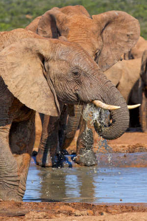 Male elephant having a refreshing drink on a hot dayの写真素材