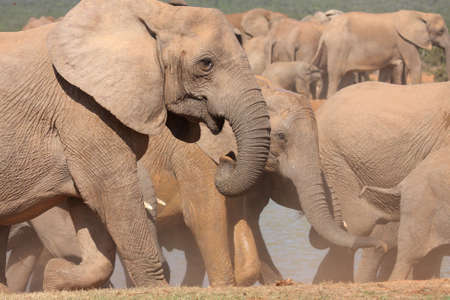 elephant herd on the move after drinking at a waterholeの写真素材