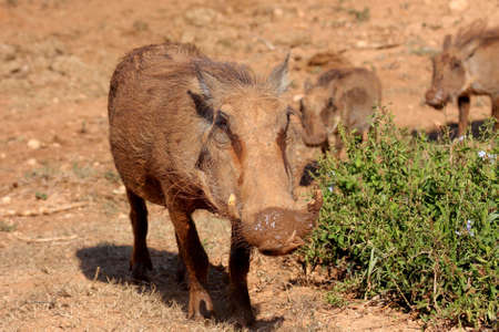 female warthog taking her young to look for foodの写真素材